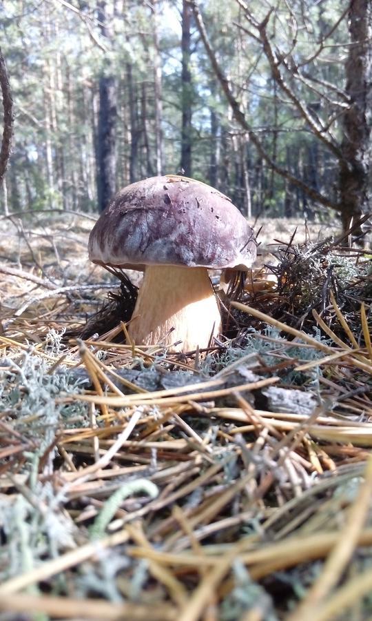 Pulemchanka Pulemets Luaran gambar